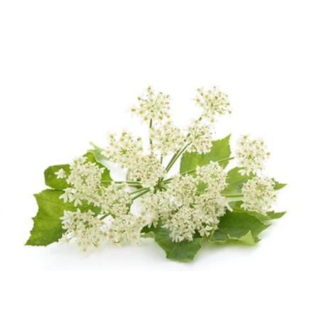 Angelica sinensis - tradičná bylina pre ženské zdravie